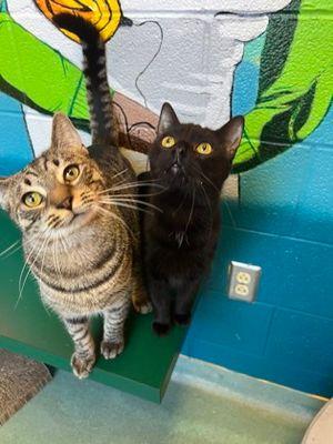 Enlarge Bonny, a Adoptable Domestic Short Hair in Williamsport, PA image 3/3