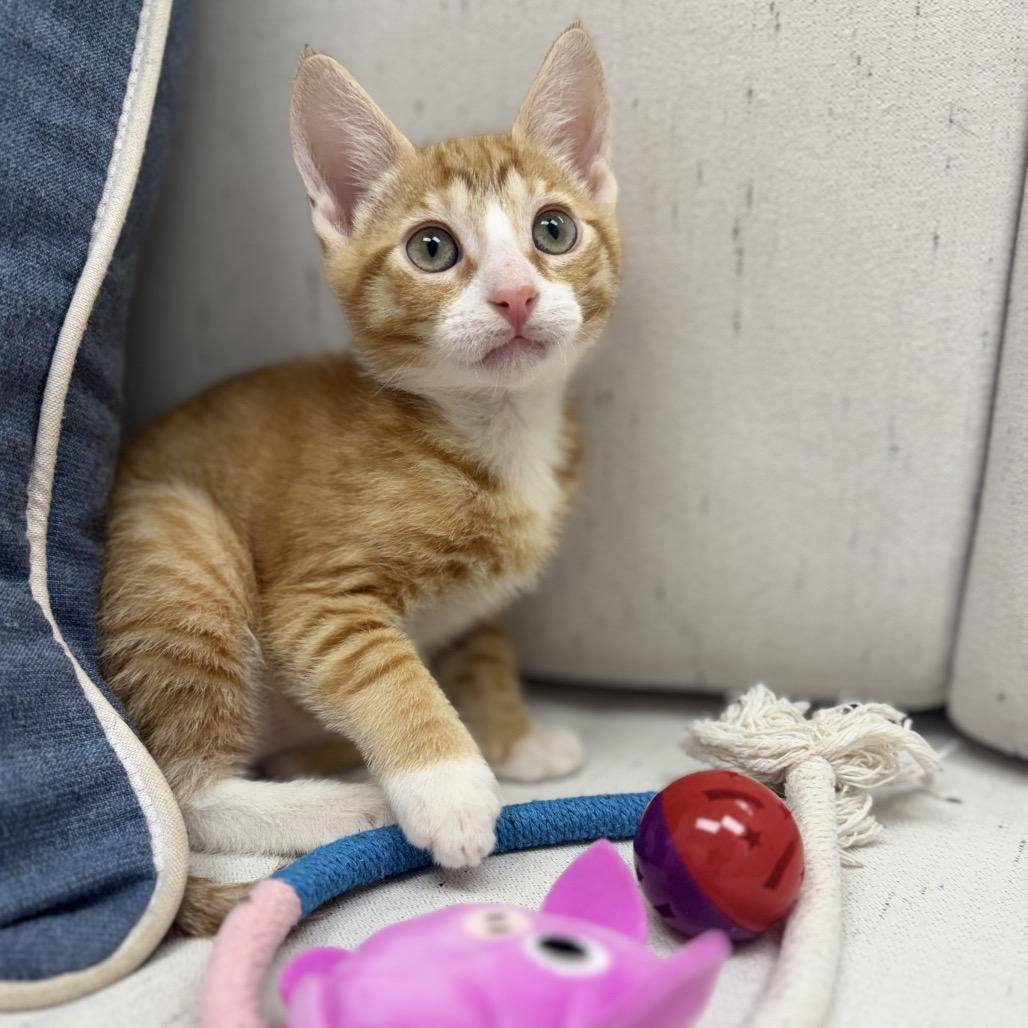 Enlarge Oscar, a Adoptable Domestic Short Hair in Chesapeake, VA image 1/3