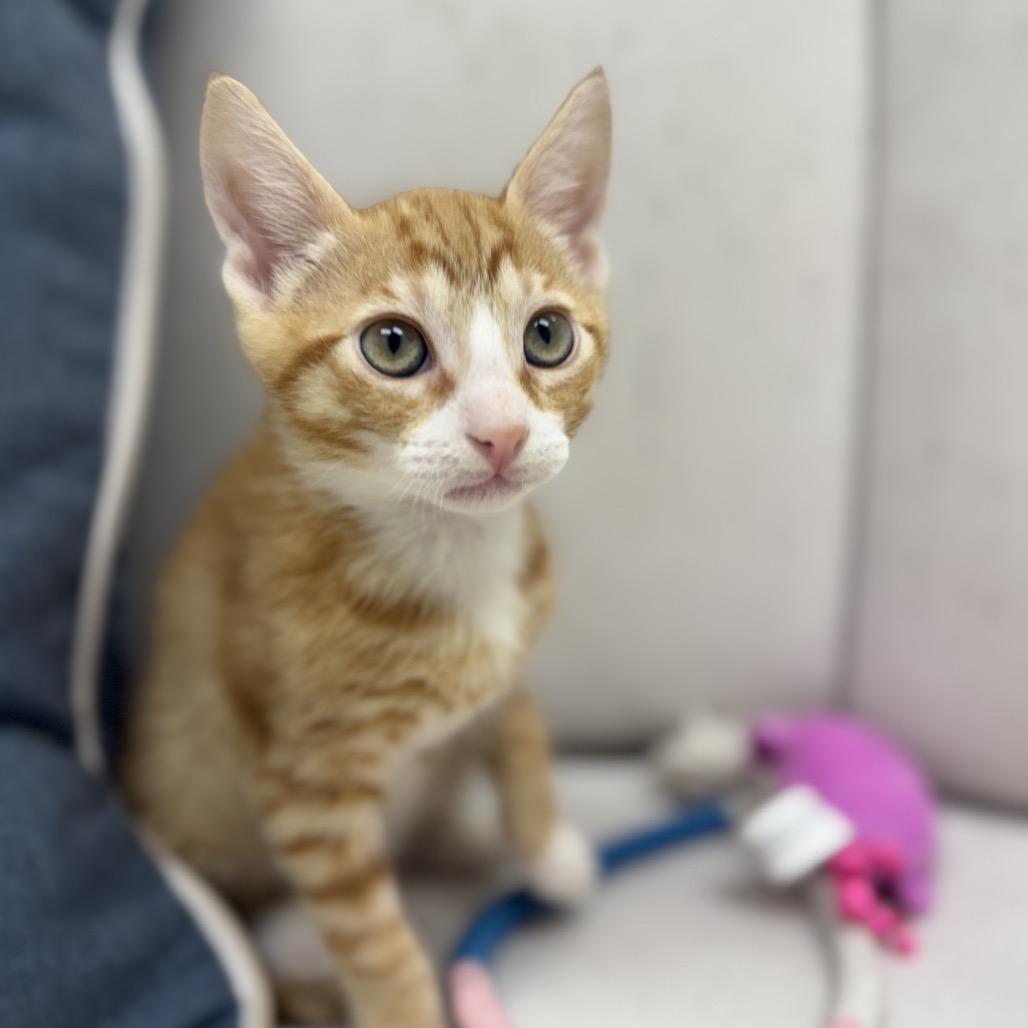 Enlarge Oscar, a Adoptable Domestic Short Hair in Chesapeake, VA image 2/3