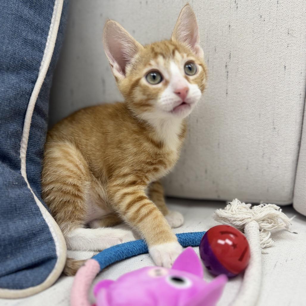 Enlarge Oscar, a Adoptable Domestic Short Hair in Chesapeake, VA image 3/3