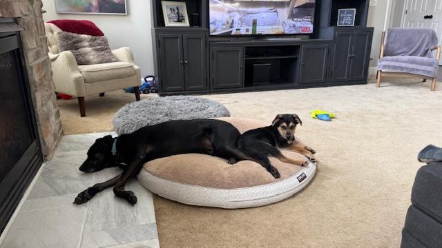 Enlarge Joey, a ADOPTABLE mixed breed in Cincinnati, OH image 3/5