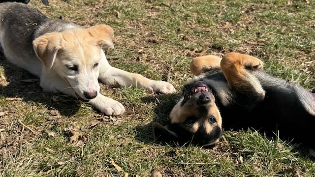 Enlarge Joey, a ADOPTABLE mixed breed in Cincinnati, OH image 2/5