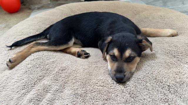 Enlarge Joey, a ADOPTABLE mixed breed in Cincinnati, OH image 5/5