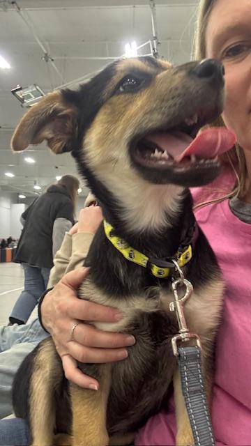 Enlarge Joey, a ADOPTABLE mixed breed in Cincinnati, OH image 4/5