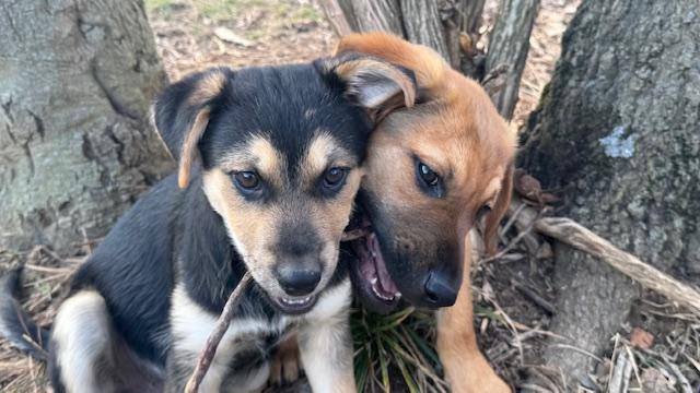 Enlarge Joey, a ADOPTABLE mixed breed in Cincinnati, OH image 1/5