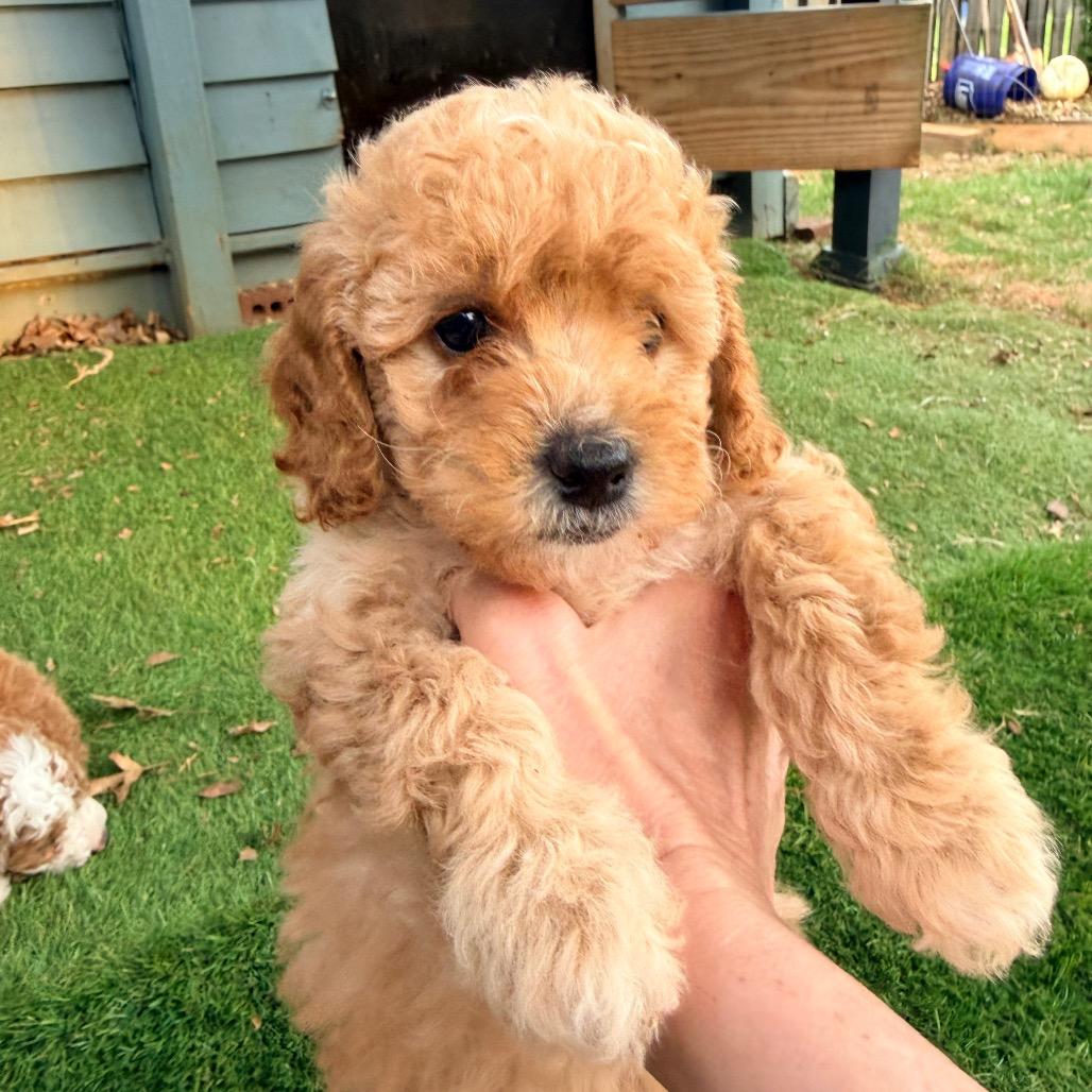 Fleming (in PA), a Adoptable Poodle in Huntsville, AL image 2/6
