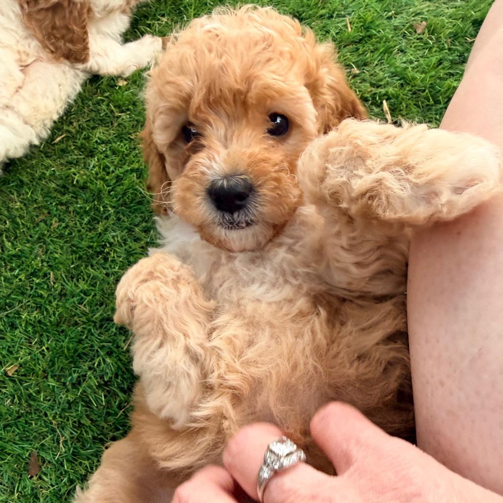 Fleming (in PA), a Adoptable Poodle in Huntsville, AL image 3/6