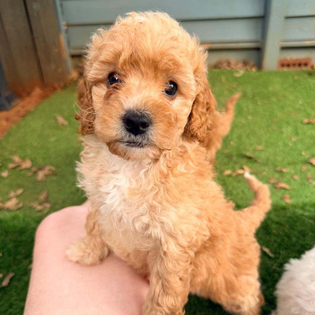 Fleming (in PA), a Adoptable Poodle in Huntsville, AL image 4/6