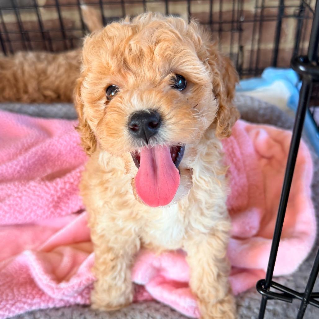Fleming (in PA), a Adoptable Poodle in Huntsville, AL image 5/6