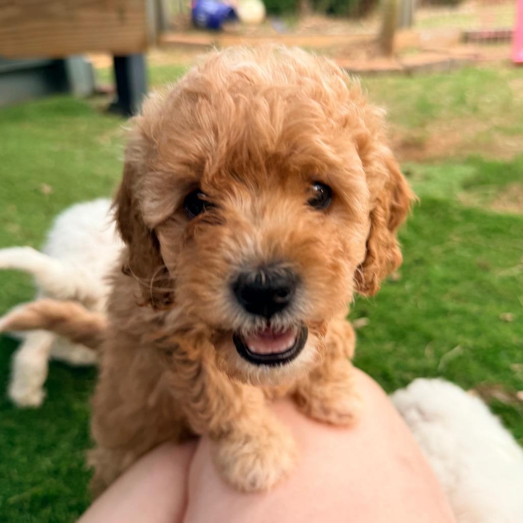 Fleming (in PA), a Adoptable Poodle in Huntsville, AL image 6/6