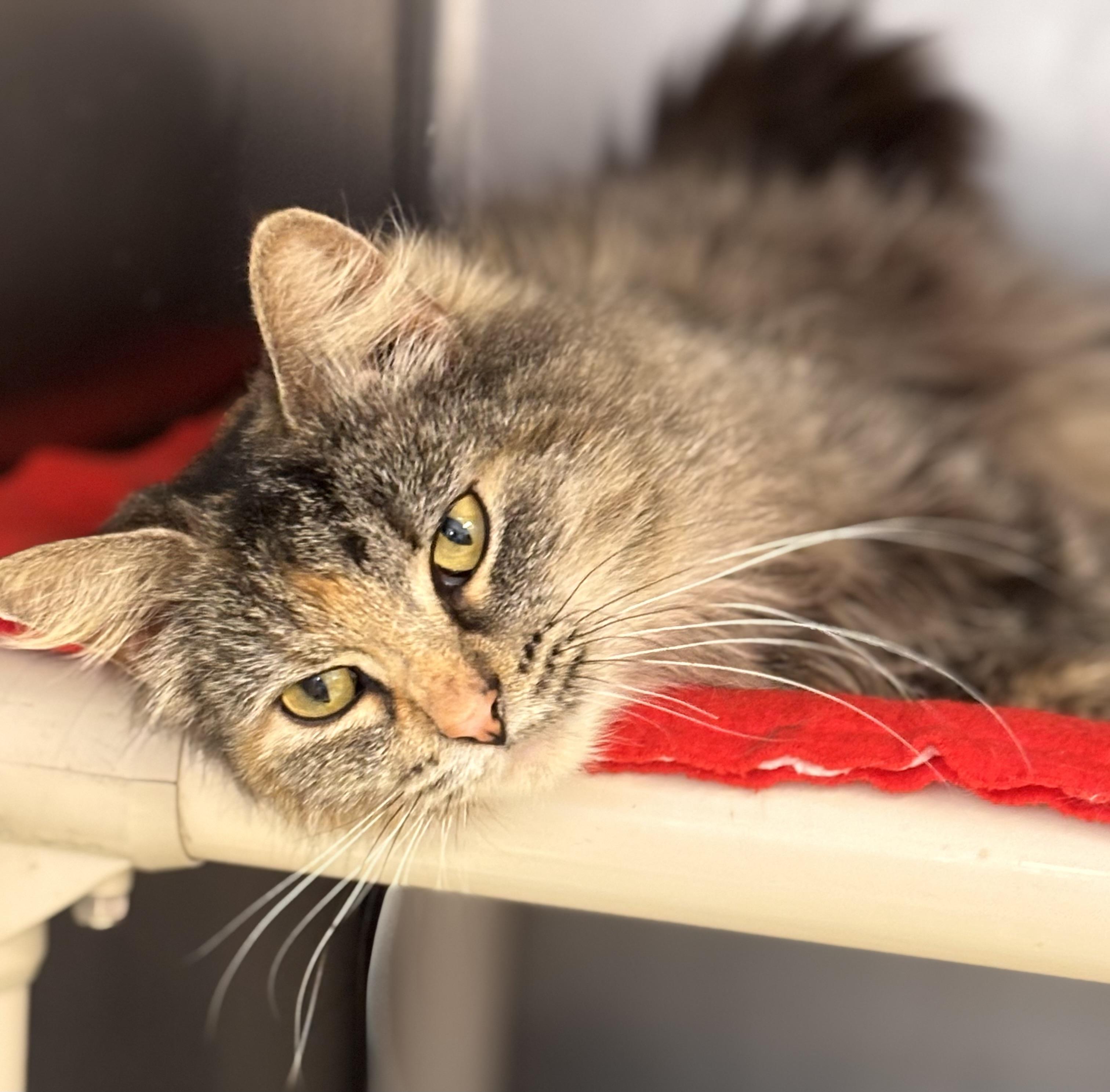 Delilah, adoptable, Adult Female Domestic Long Hair.