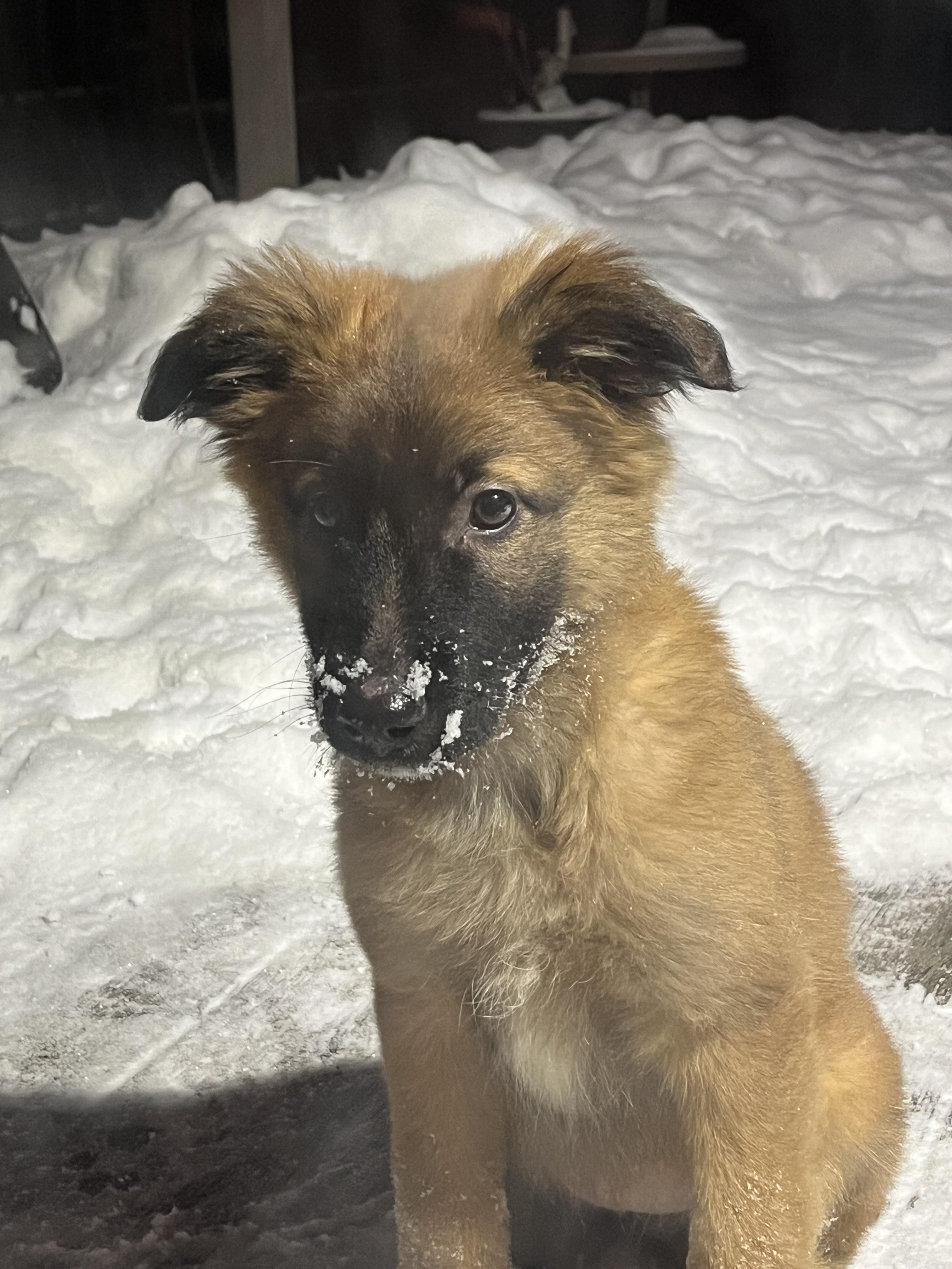 Enlarge JOY, a ADOPTABLE mixed breed in Oshawa, ON image 2/2