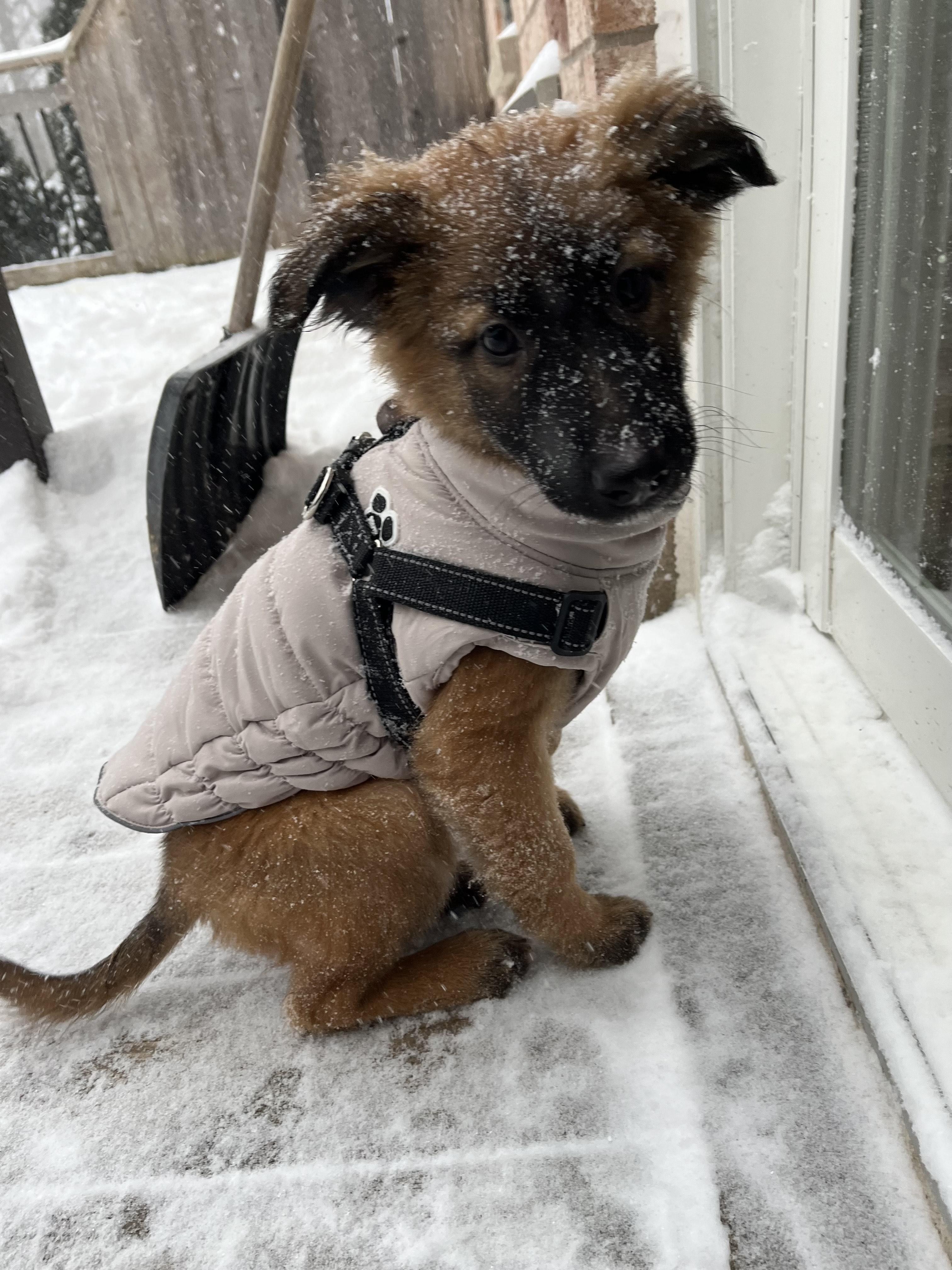JOY, ADOPTABLE, Young Female Shepherd & Belgian Shepherd / Malinois.