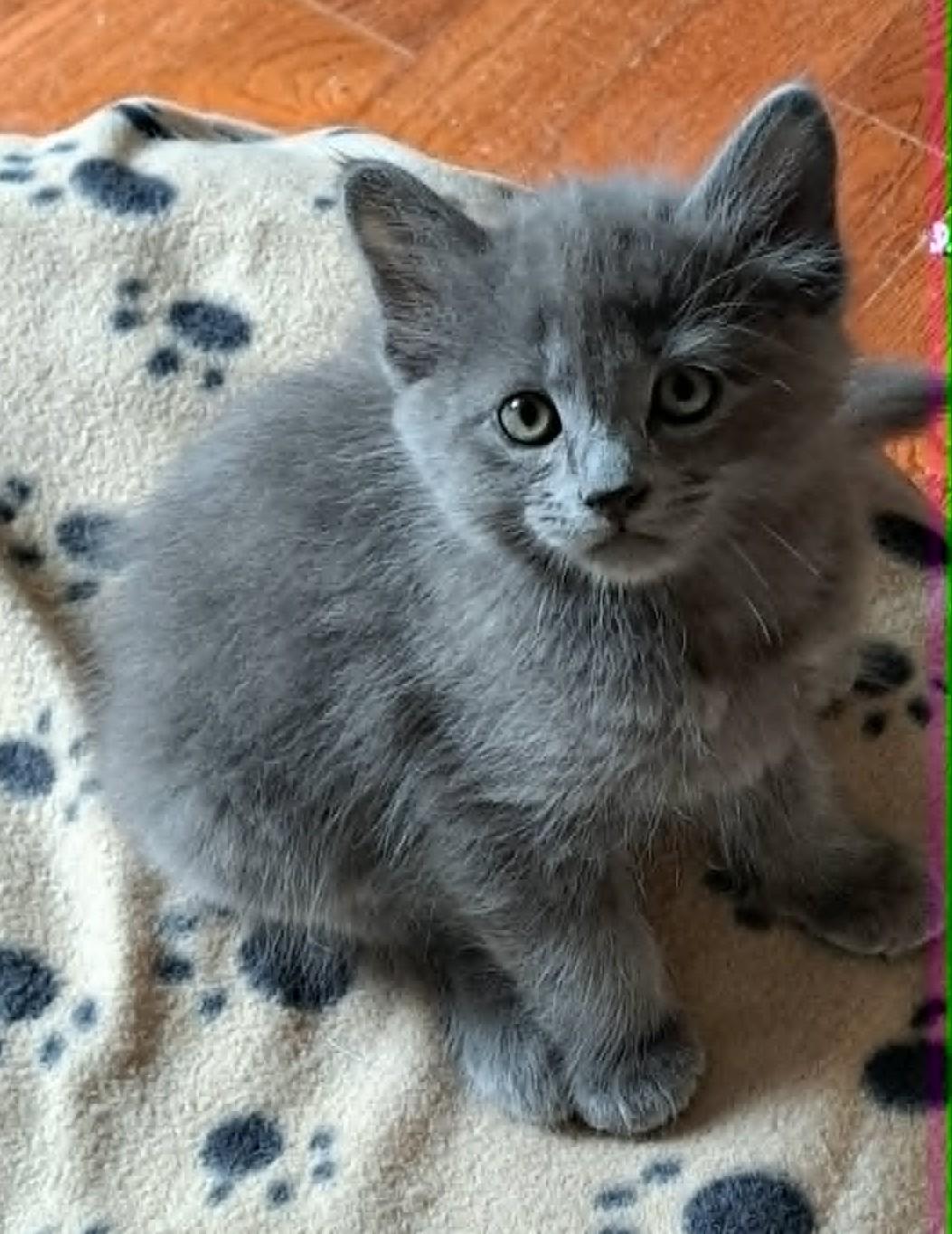 Tiri, a ADOPTABLE Domestic Long Hair in Saanichton, BC image 4/6