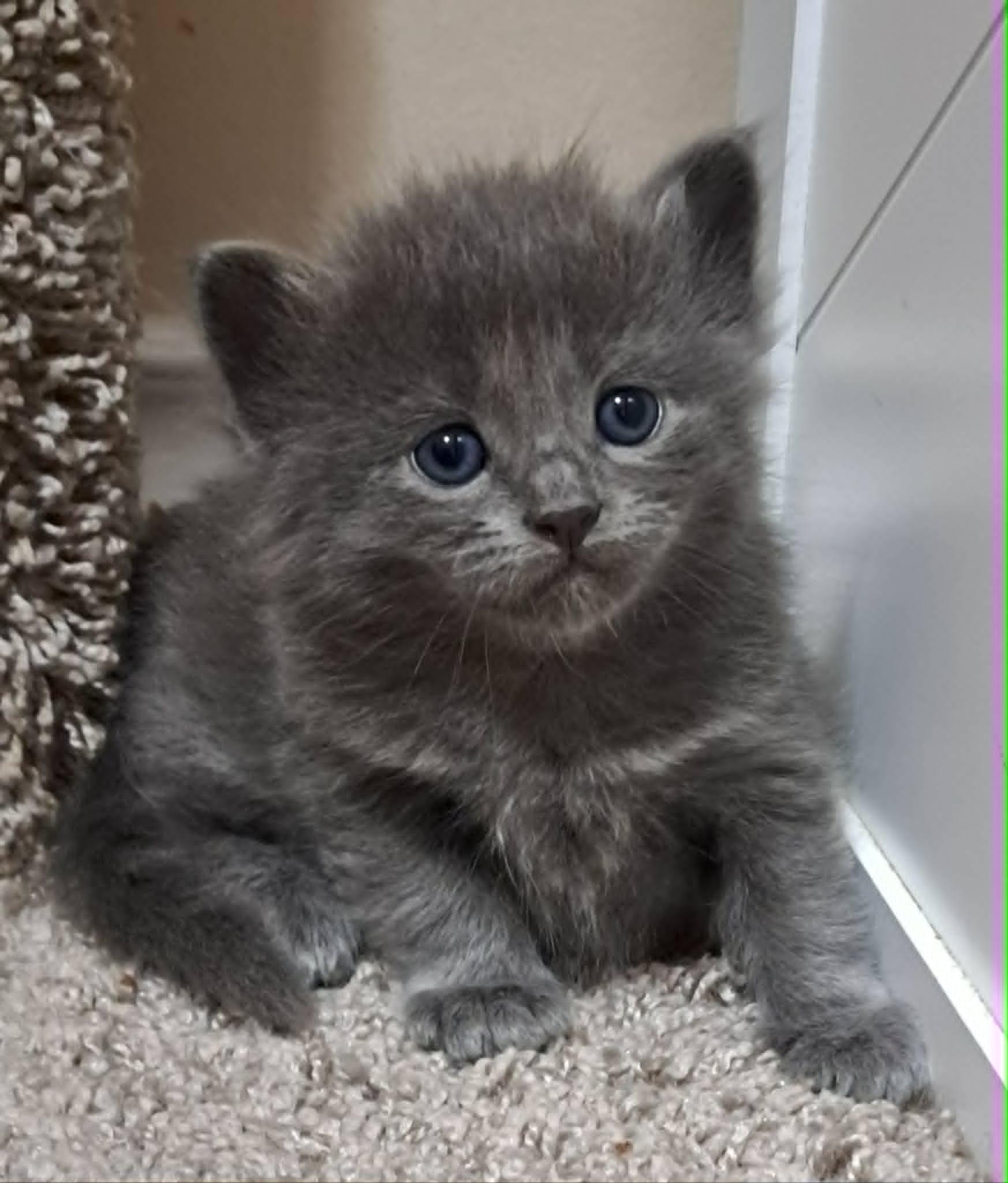 Tiri, a ADOPTABLE Domestic Long Hair in Saanichton, BC image 2/6