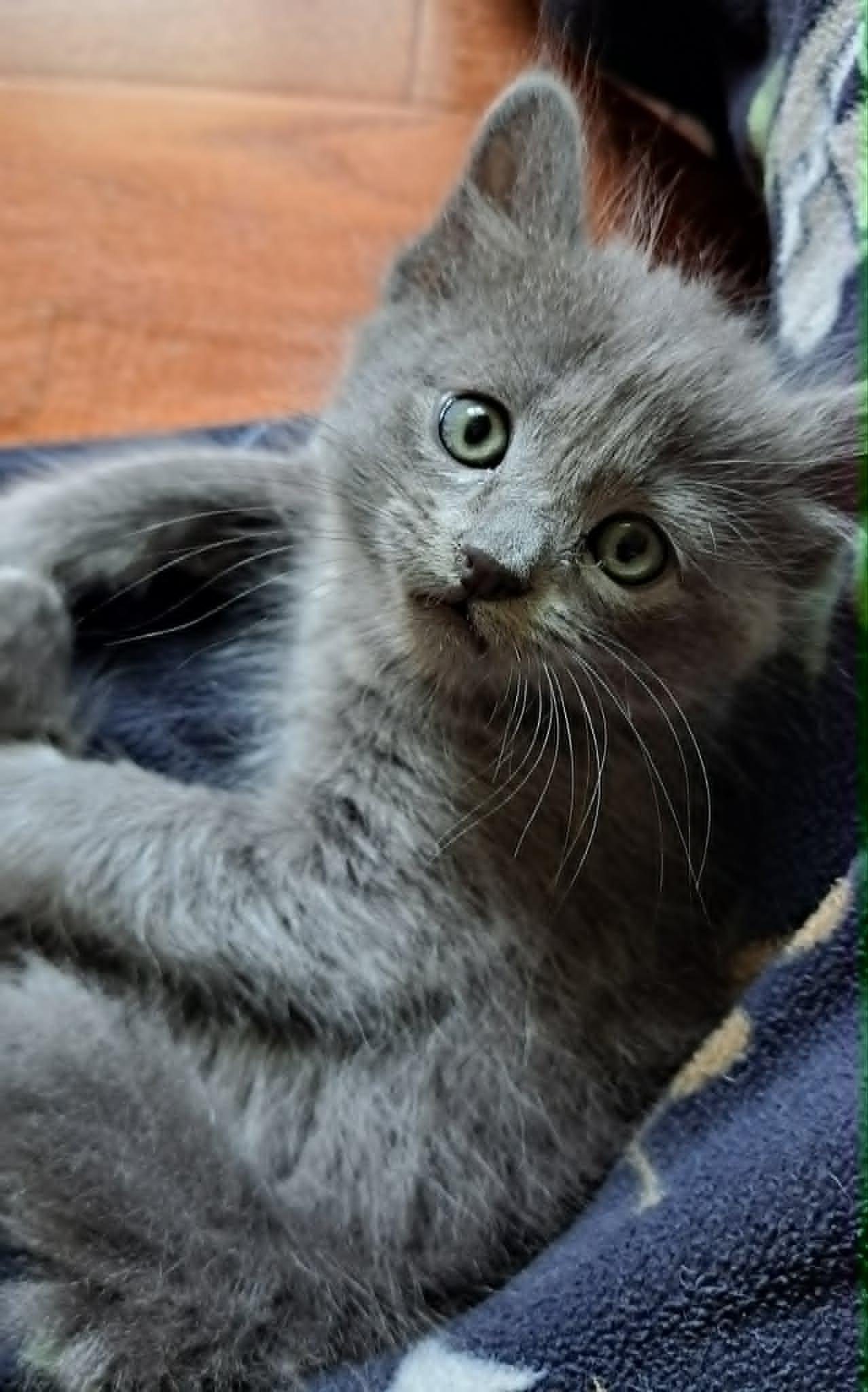 Tiri, ADOPTABLE, Kitten Male Domestic Long Hair.