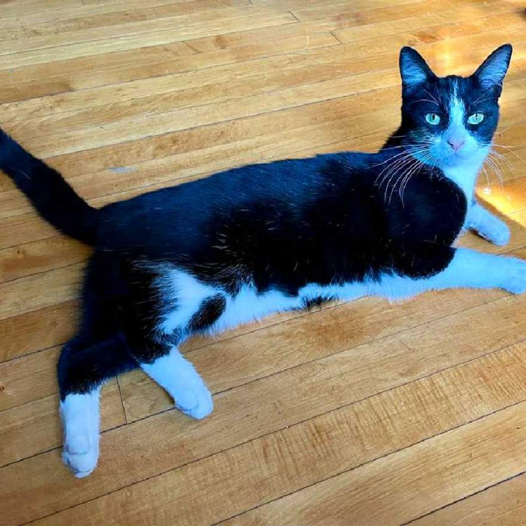 Enlarge Kenny, a Adoptable Domestic Medium Hair in Tampa, FL image 1/4