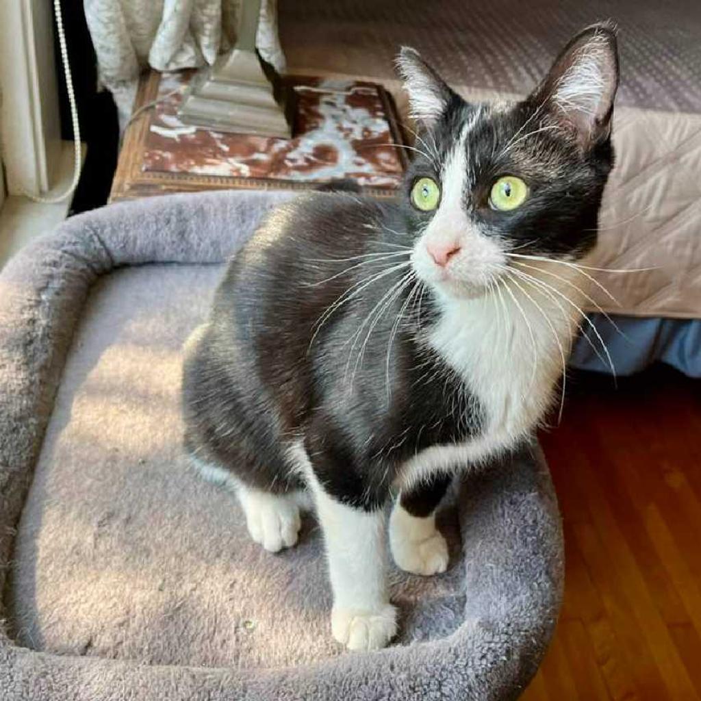 Enlarge Kenny, a Adoptable Domestic Medium Hair in Tampa, FL image 2/4