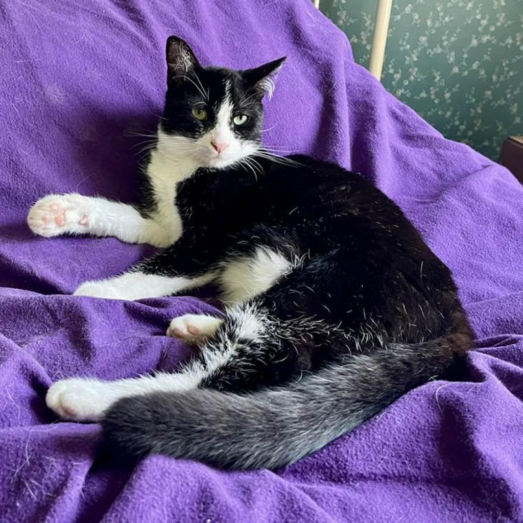 Enlarge Kenny, a Adoptable Domestic Medium Hair in Tampa, FL image 3/4