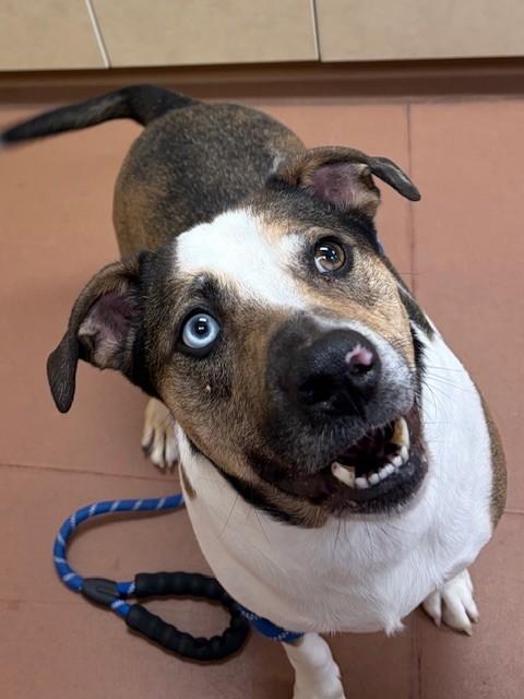 Enlarge Dougie, a ADOPTABLE mixed breed in Prudenville, MI image 1/1