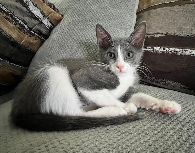 Benny Binx, Adoptable, Kitten Male Tuxedo.