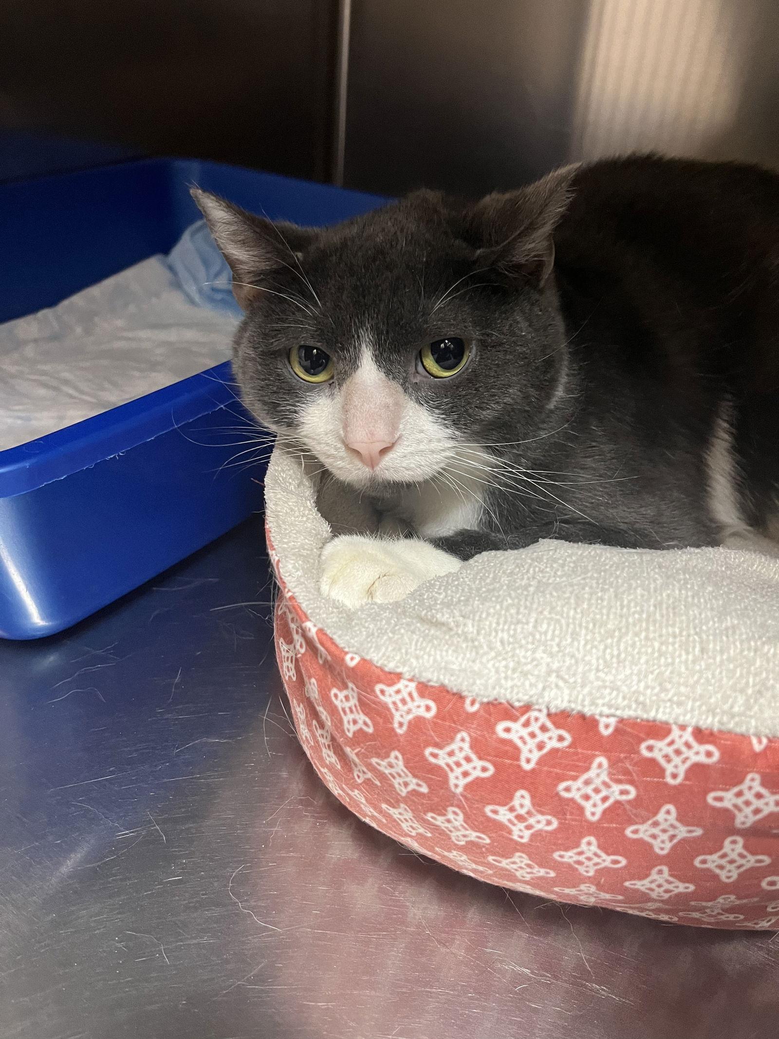 Grayson, Adopted, Adult Male Domestic Short Hair.