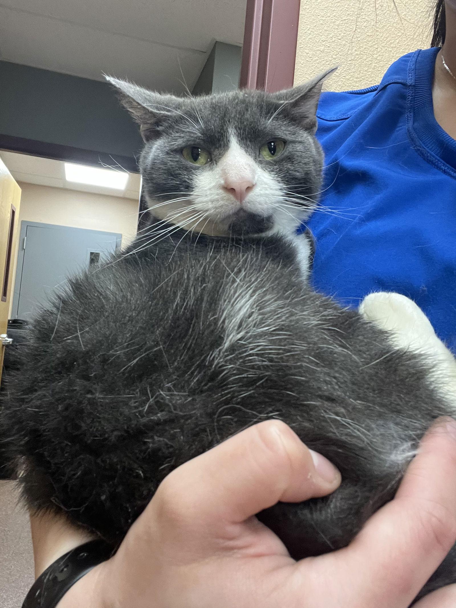 Grayson, a Adopted Domestic Short Hair in Cedar Rapids, IA image 3/3