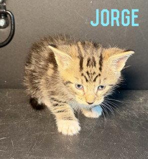 Jorge, a Adoptable Domestic Medium Hair in Pleasanton, TX image 1/2