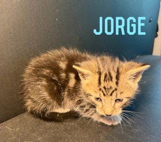Jorge, a Adoptable Domestic Medium Hair in Pleasanton, TX image 2/2