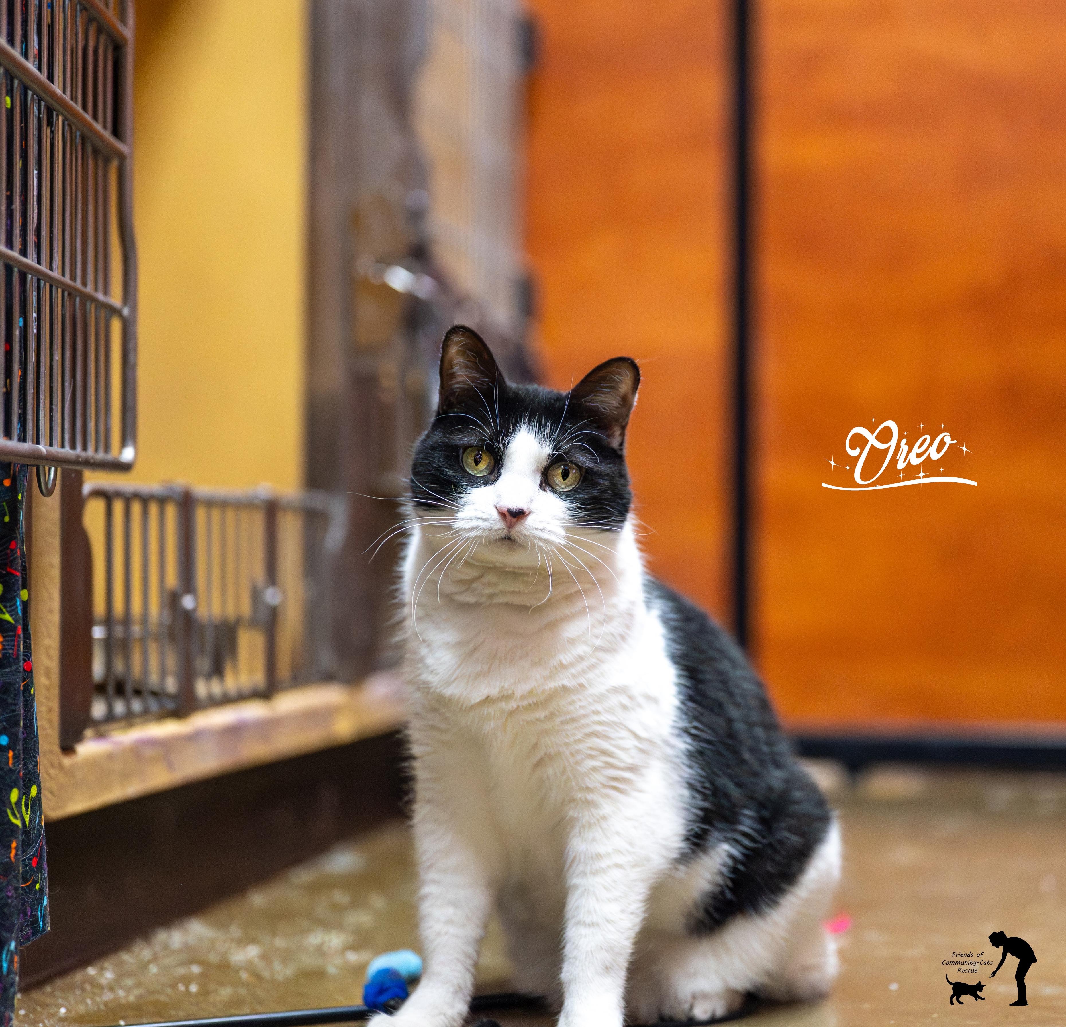 Oreo, a Adoptable Domestic Short Hair in Centerville, UT image 1/5