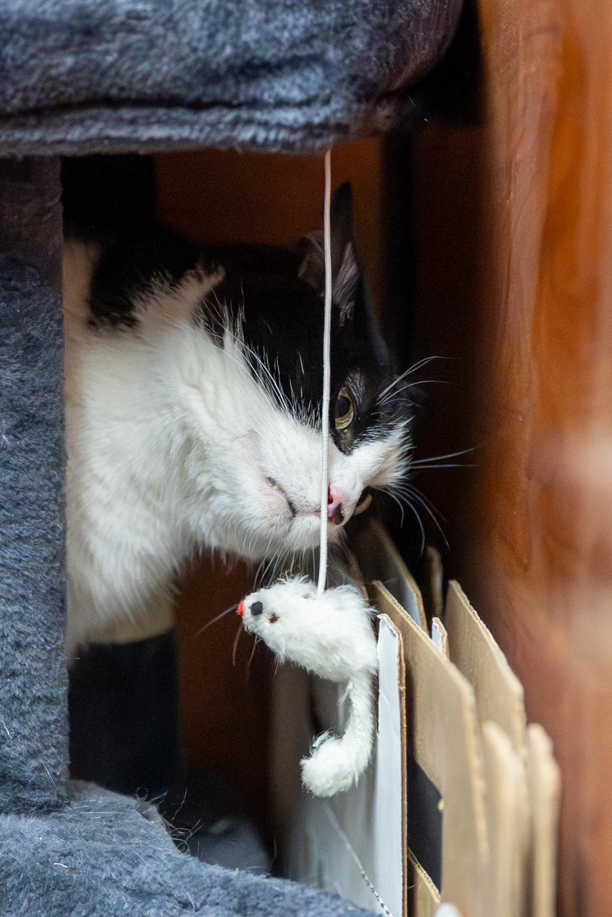 Oreo, a Adoptable Domestic Short Hair in Centerville, UT image 2/5