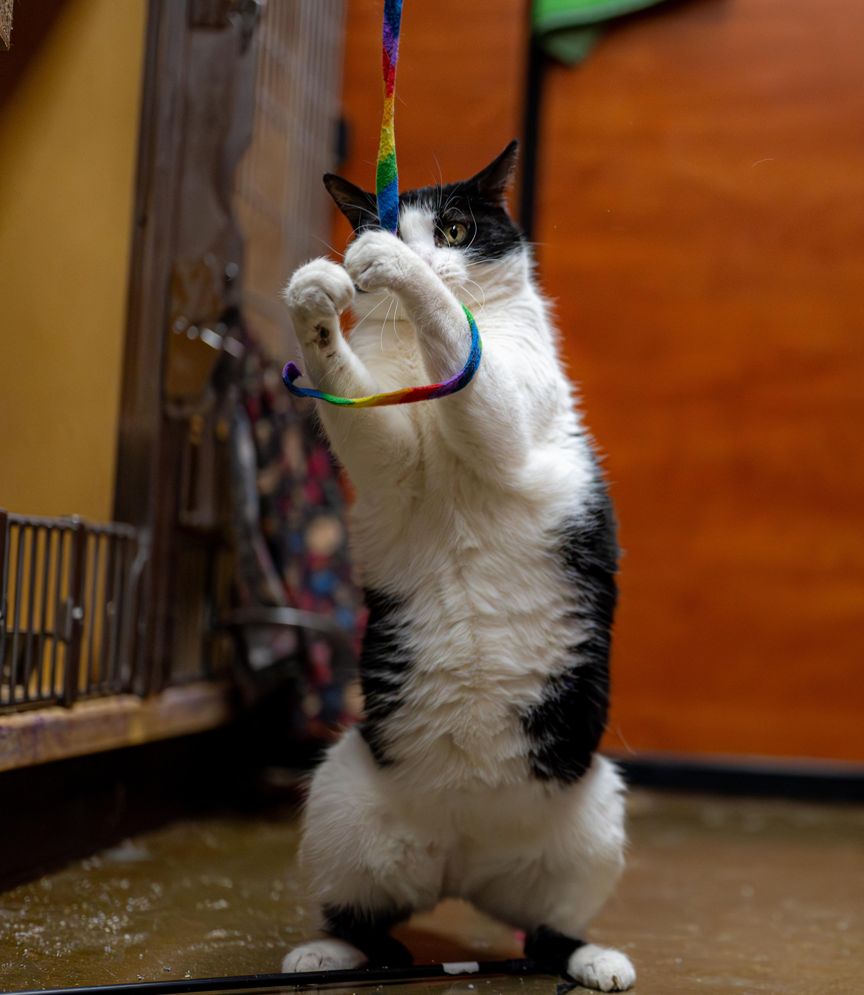 Oreo, a Adoptable Domestic Short Hair in Centerville, UT image 3/5
