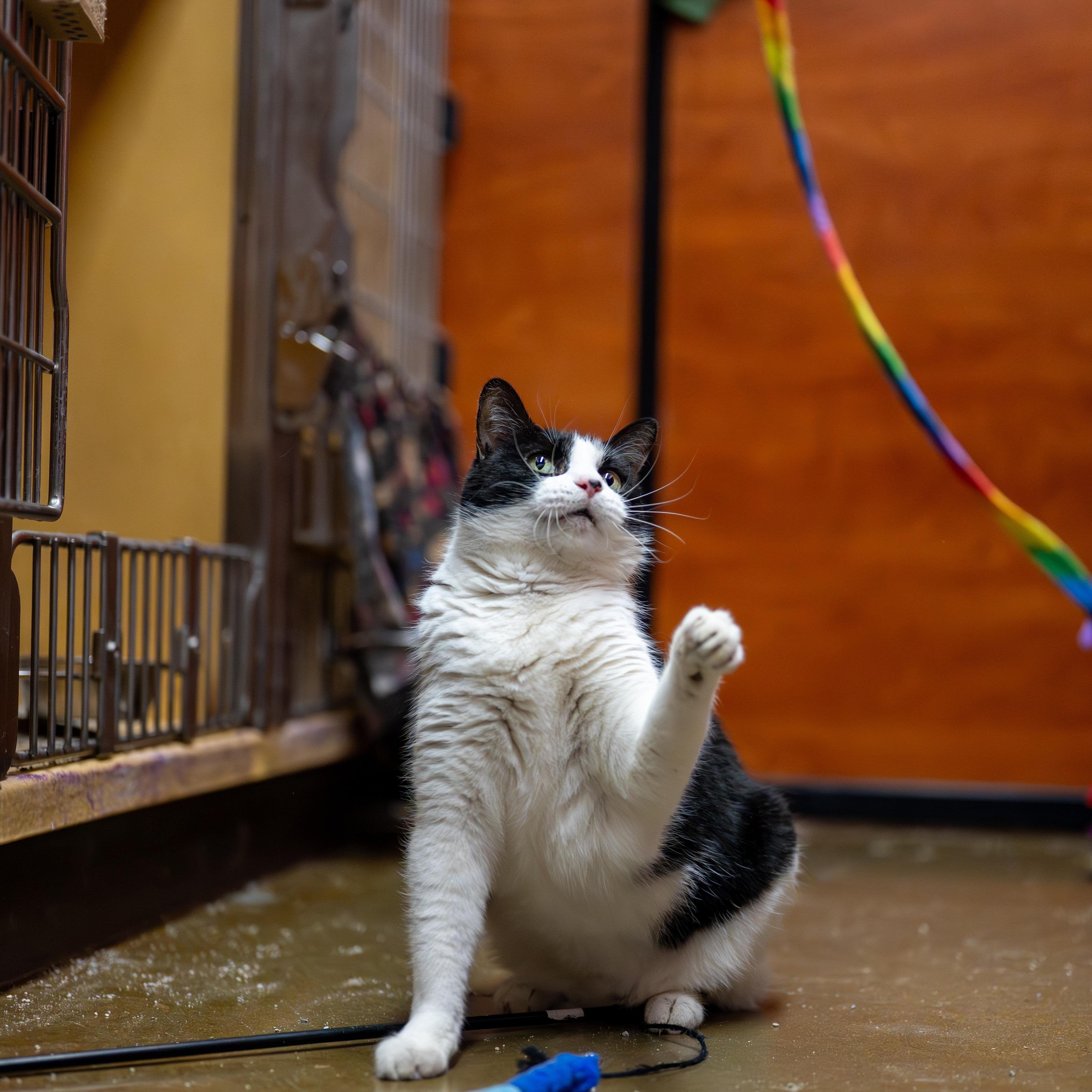 Oreo, a Adoptable Domestic Short Hair in Centerville, UT image 4/5