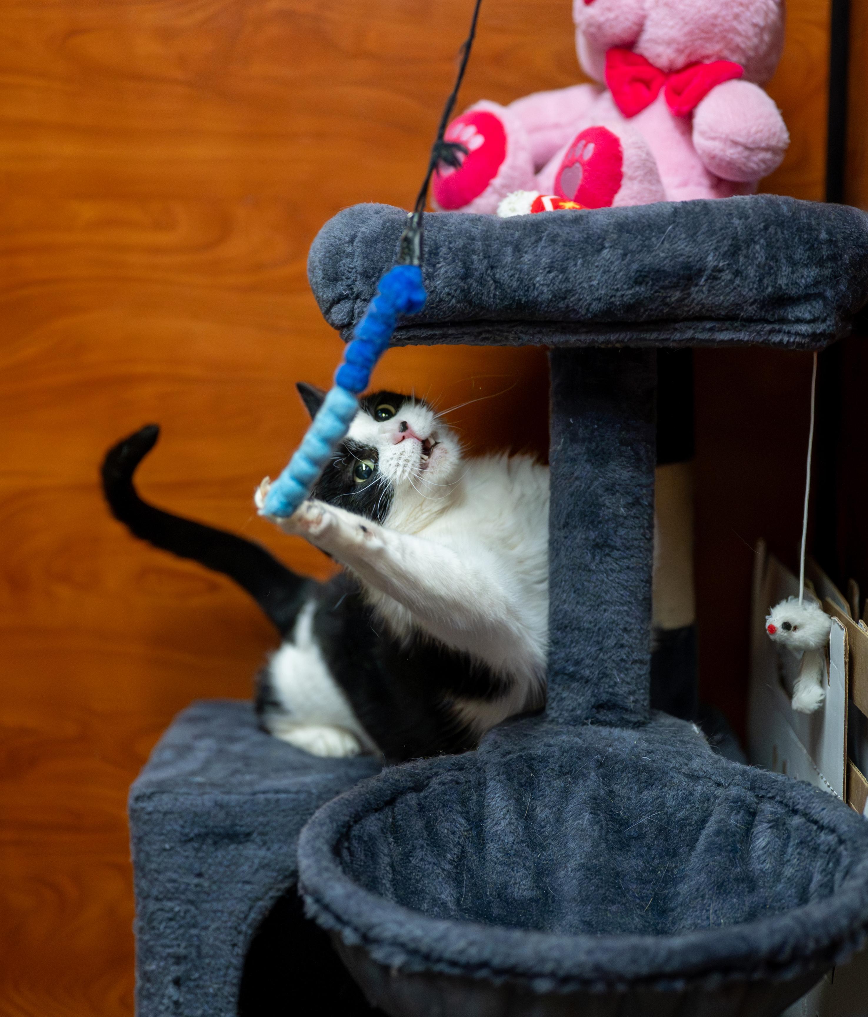 Oreo, a Adoptable Domestic Short Hair in Centerville, UT image 5/5