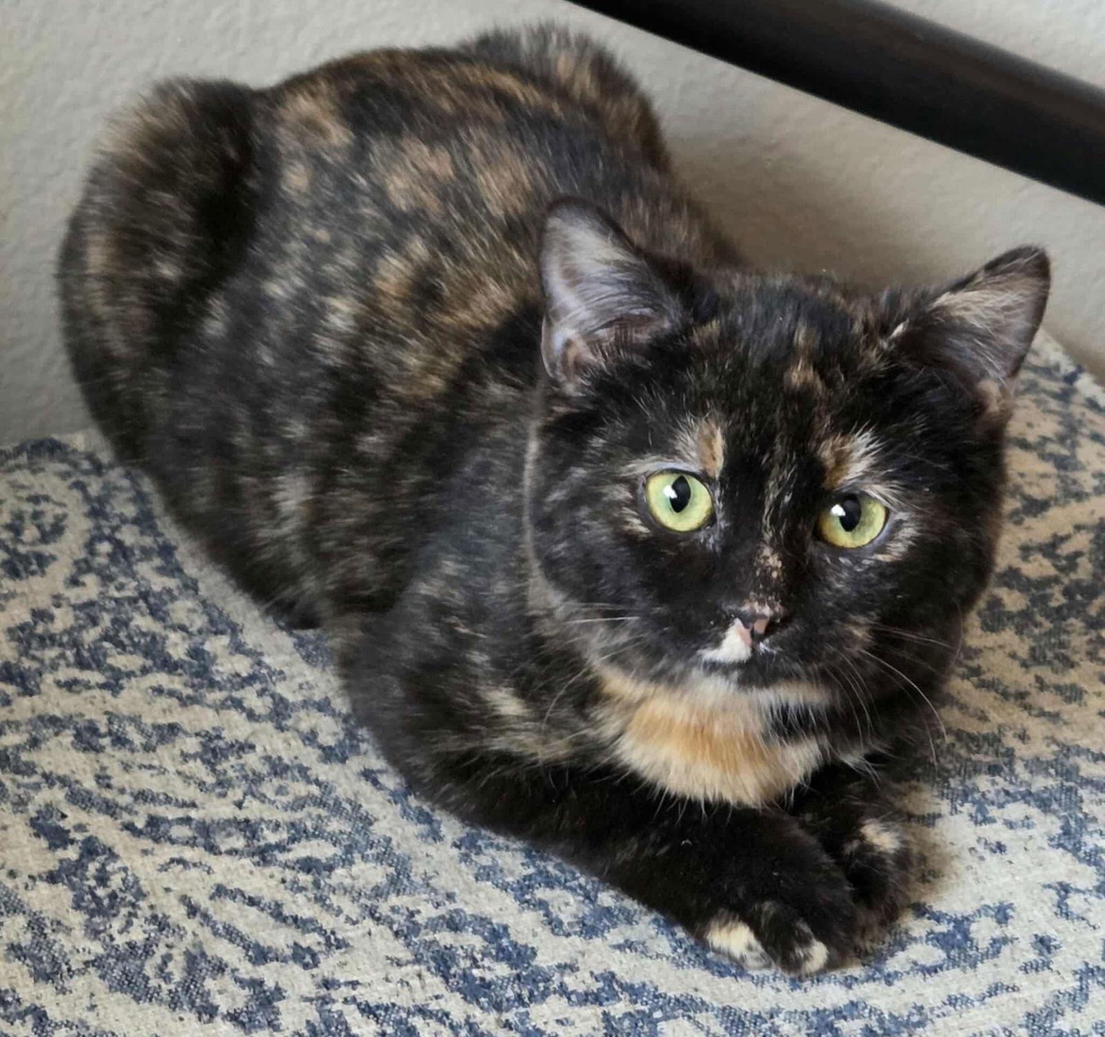 Chai, Adopted, Kitten Female Domestic Short Hair.