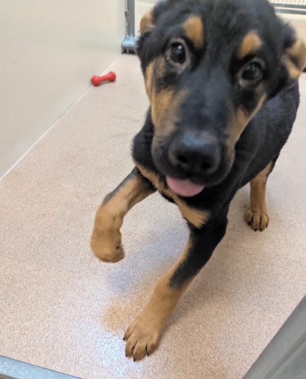 Escalade, Adoptable, Puppy Male German Shepherd Dog & Doberman Pinscher.