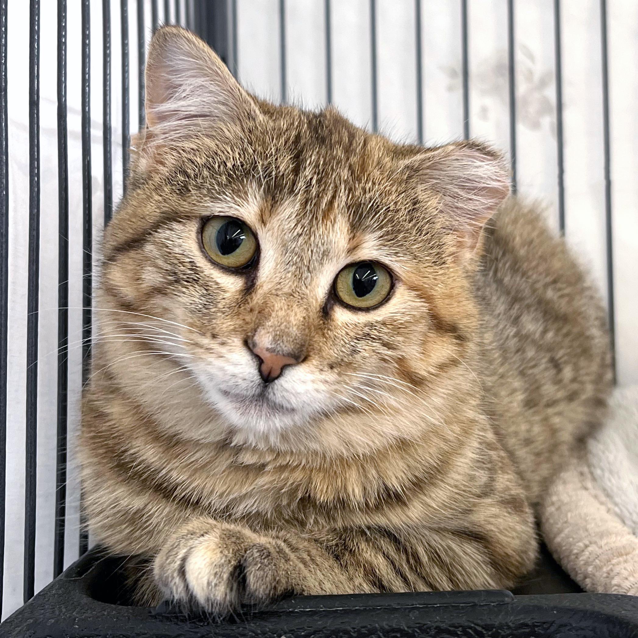 Sandy, adopted, Kitten Female Domestic Short Hair.