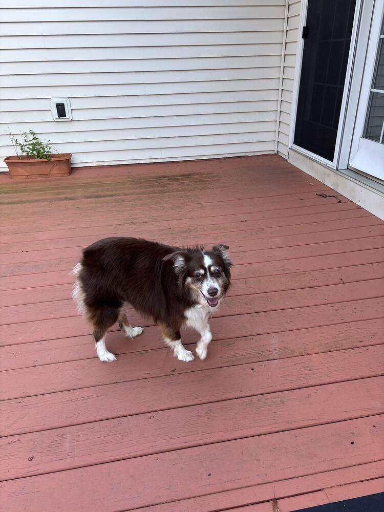 Enlarge Nala #5260, a Adoptable Australian Shepherd in Albany, NY image 1/6