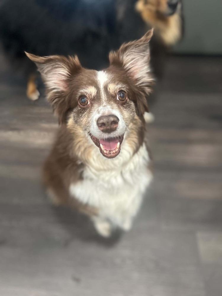 Nala #5260, Adoptable, Adult Female Australian Shepherd.