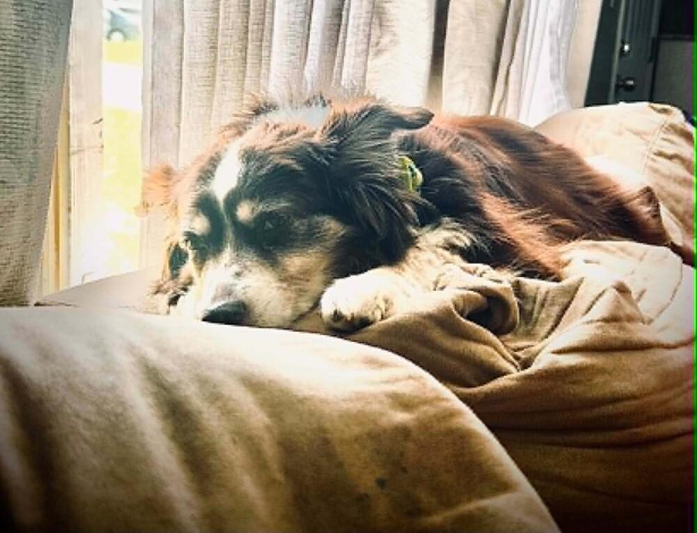 Enlarge Nala #5260, a Adoptable Australian Shepherd in Albany, NY image 3/6