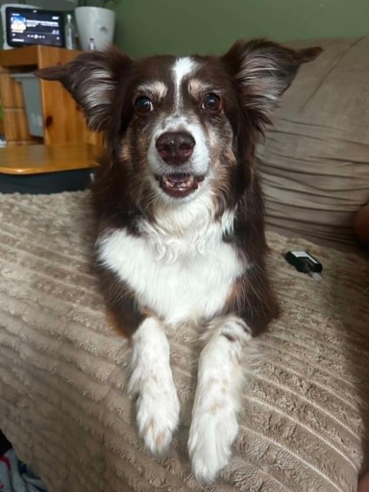Enlarge Nala #5260, a Adoptable Australian Shepherd in Albany, NY image 4/6