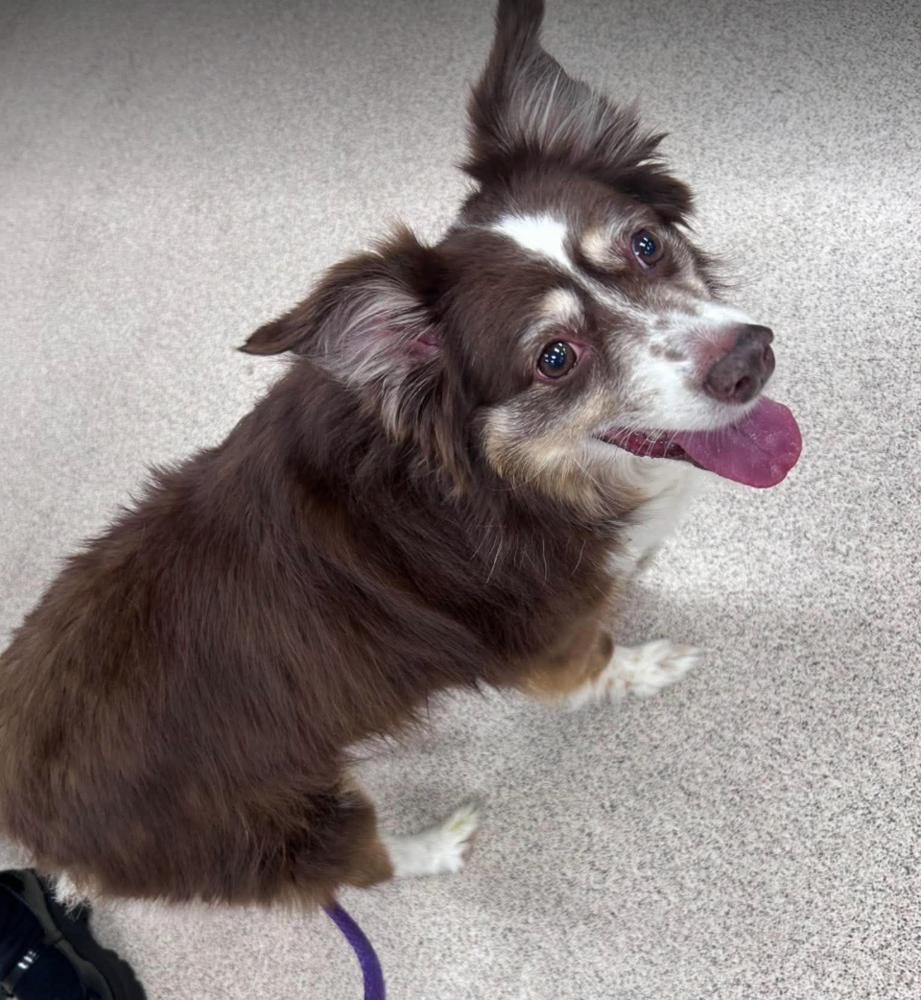 Enlarge Nala #5260, a Adoptable Australian Shepherd in Albany, NY image 6/6