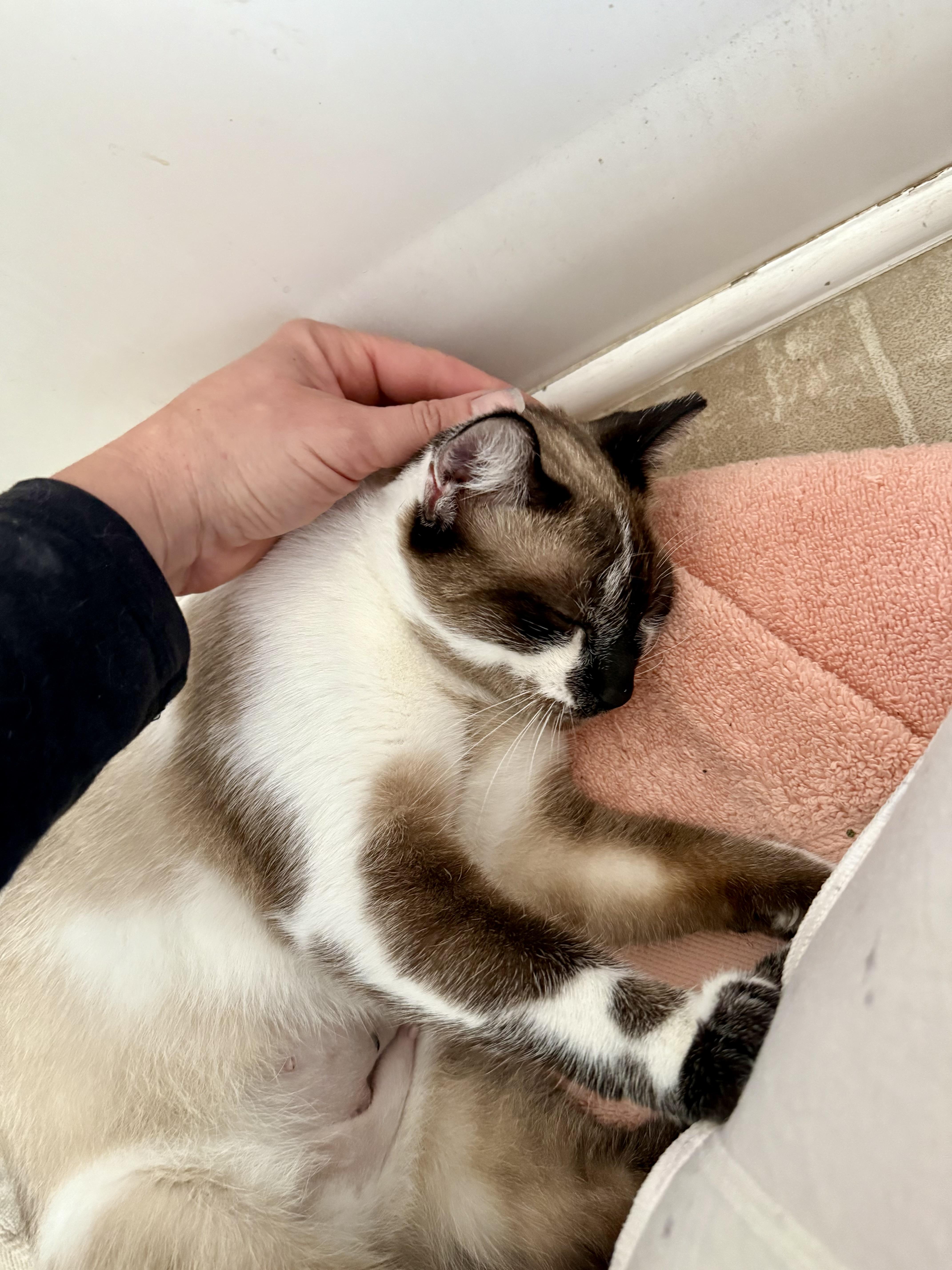 Rumi — thumbnail 3