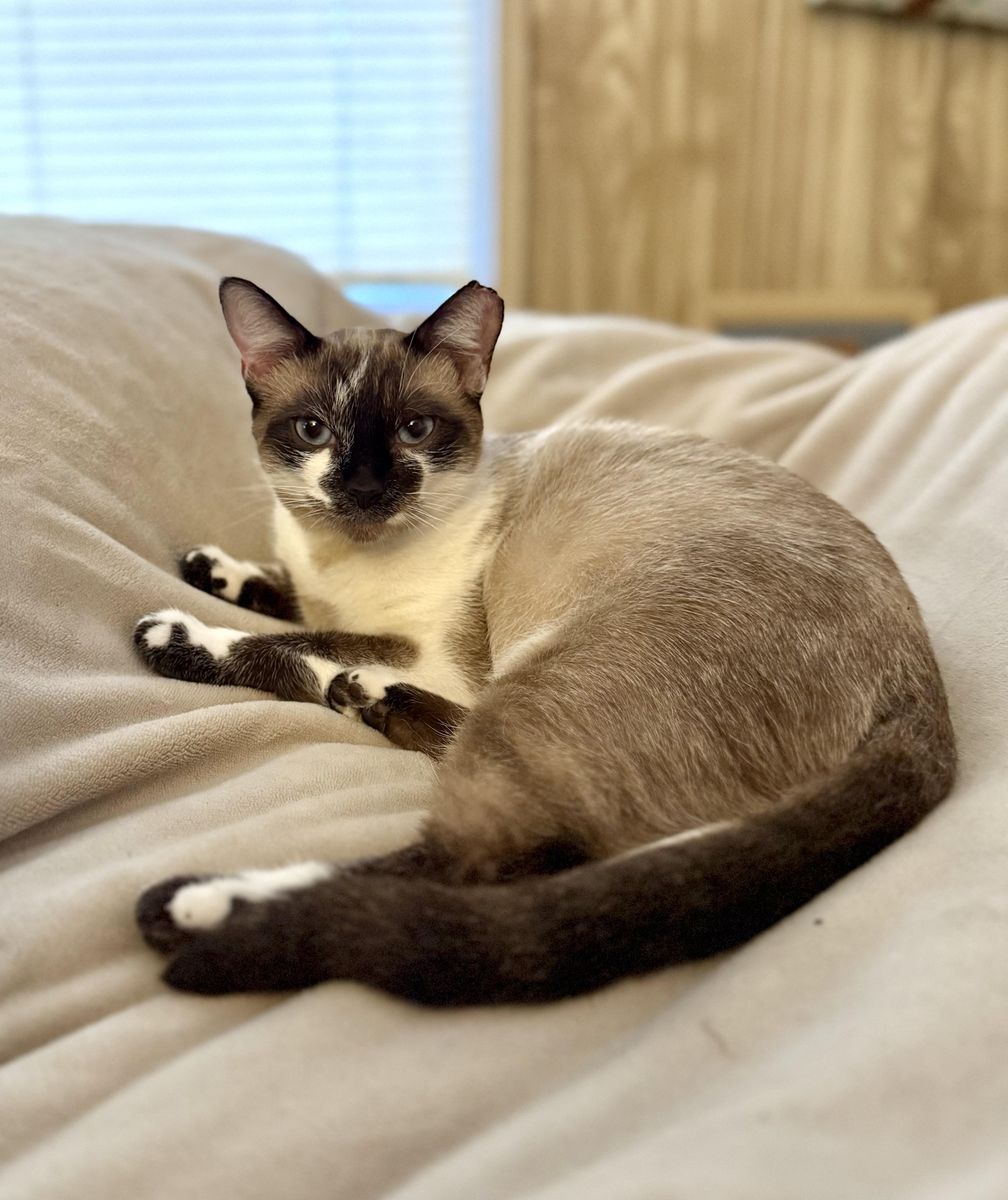 Rumi — thumbnail 4