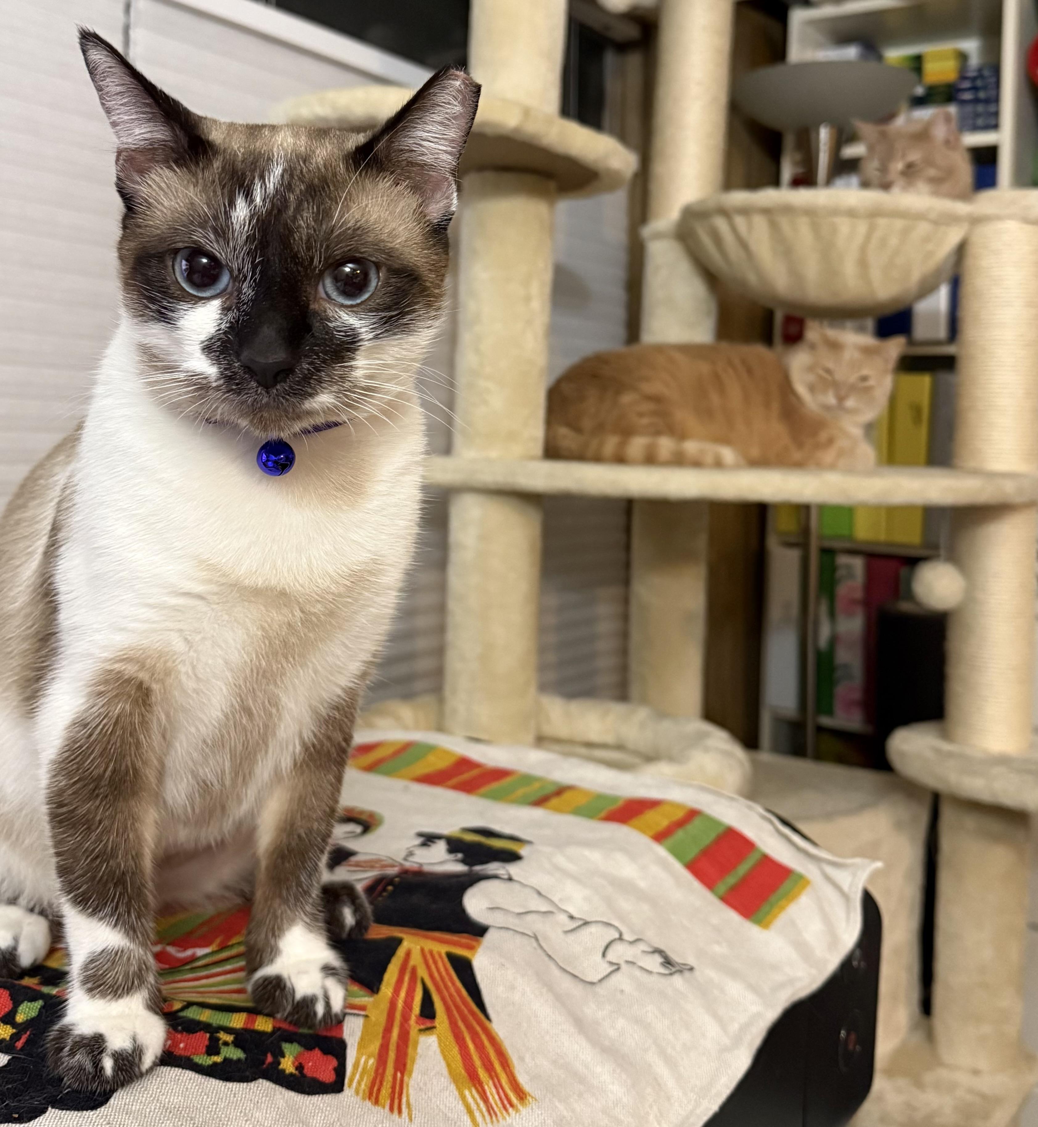 Rumi — thumbnail 5