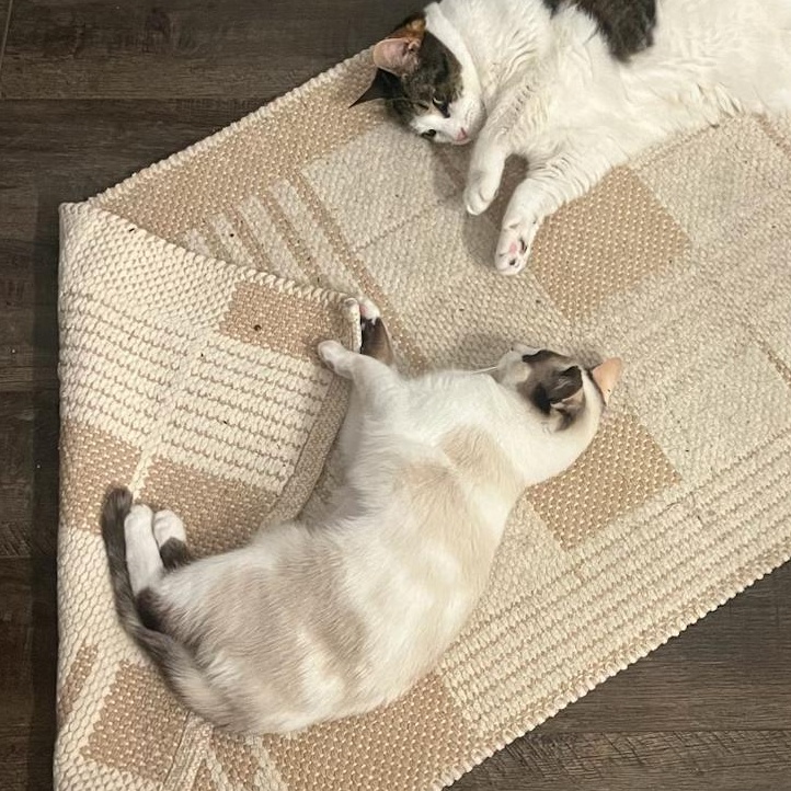 Enlarge Mouse, a ADOPTABLE Domestic Short Hair in Nashville, TN image 6/6