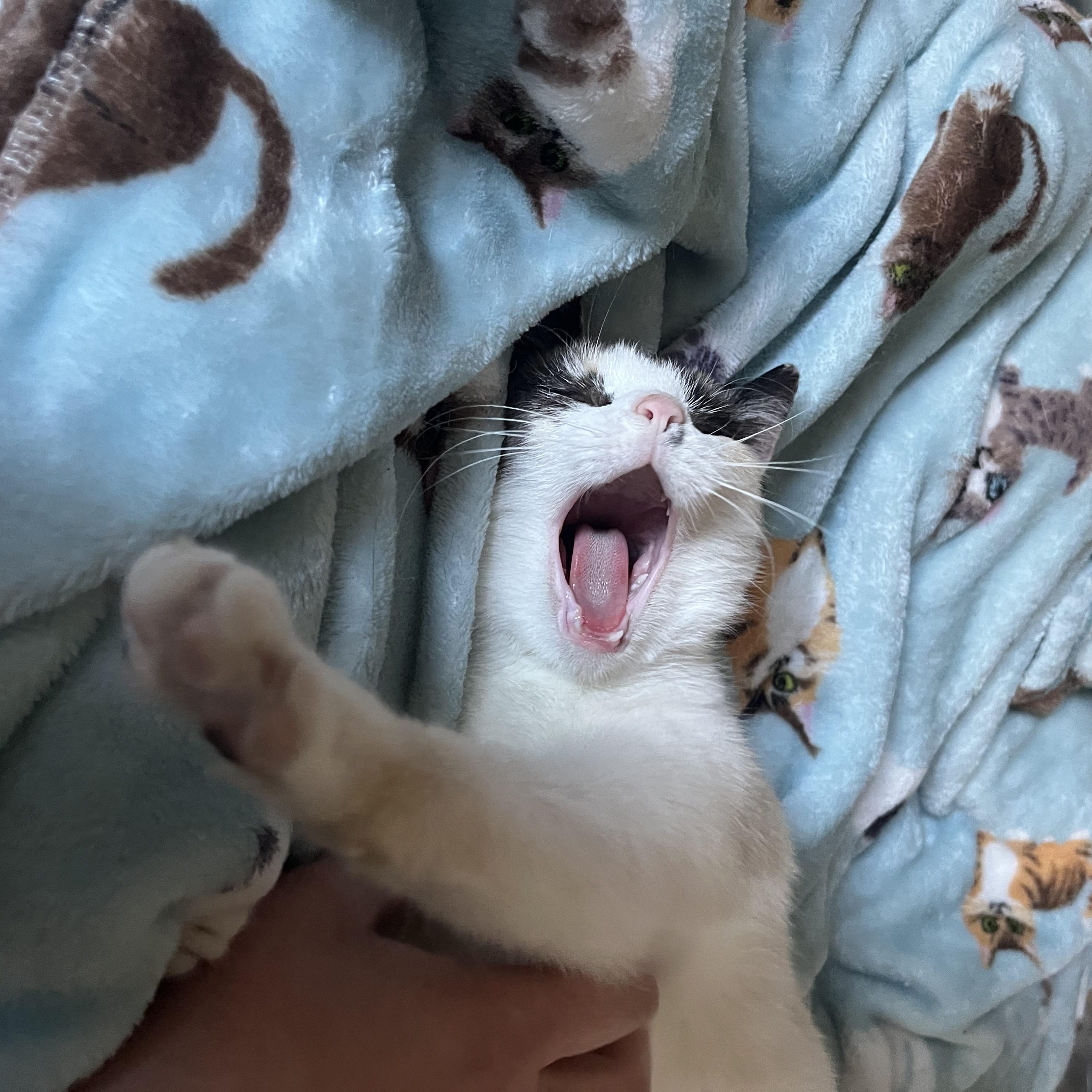 Enlarge Mouse, a ADOPTABLE Domestic Short Hair in Nashville, TN image 2/6