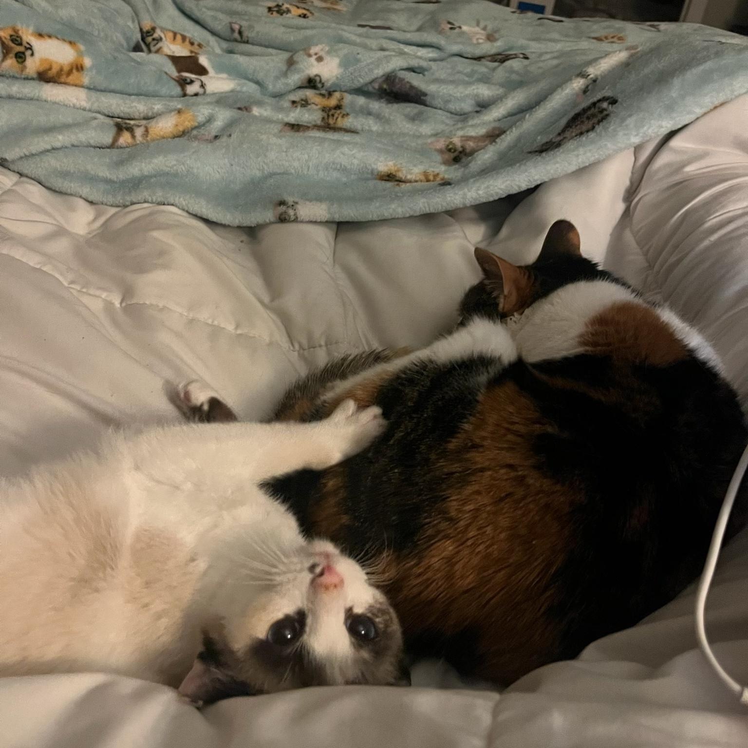 Enlarge Mouse, a ADOPTABLE Domestic Short Hair in Nashville, TN image 3/6