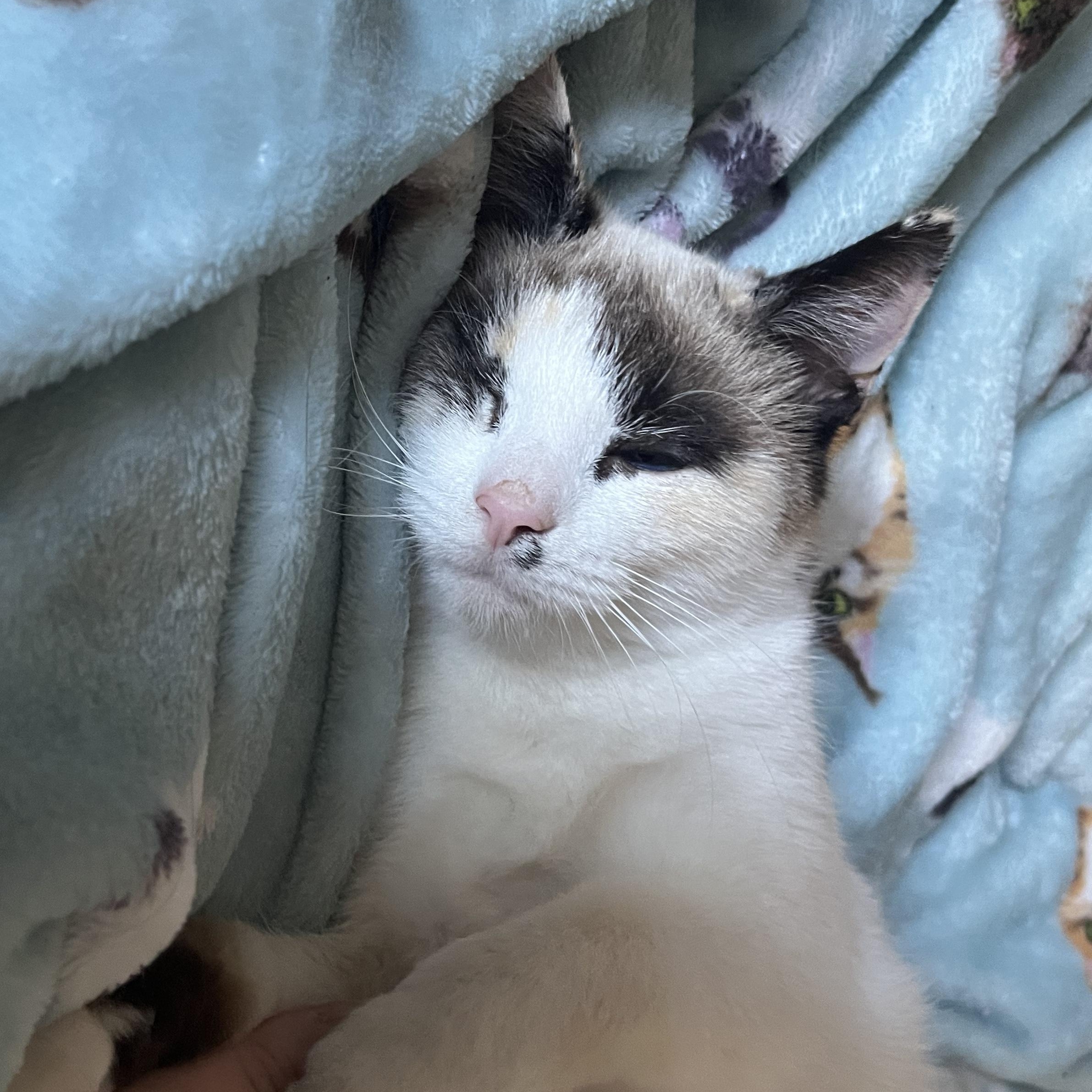 Mouse, ADOPTABLE, Young Female Domestic Short Hair.