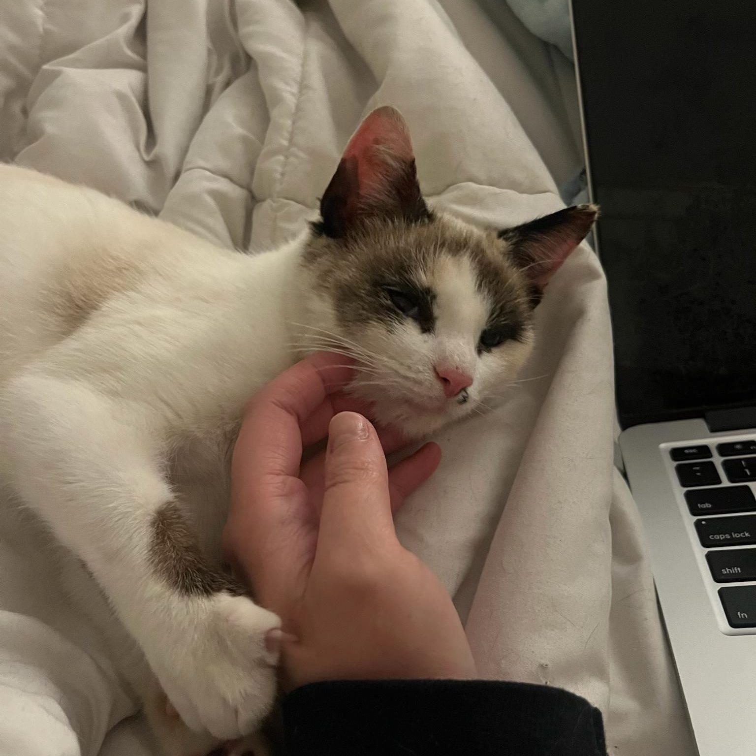 Enlarge Mouse, a ADOPTABLE Domestic Short Hair in Nashville, TN image 5/6